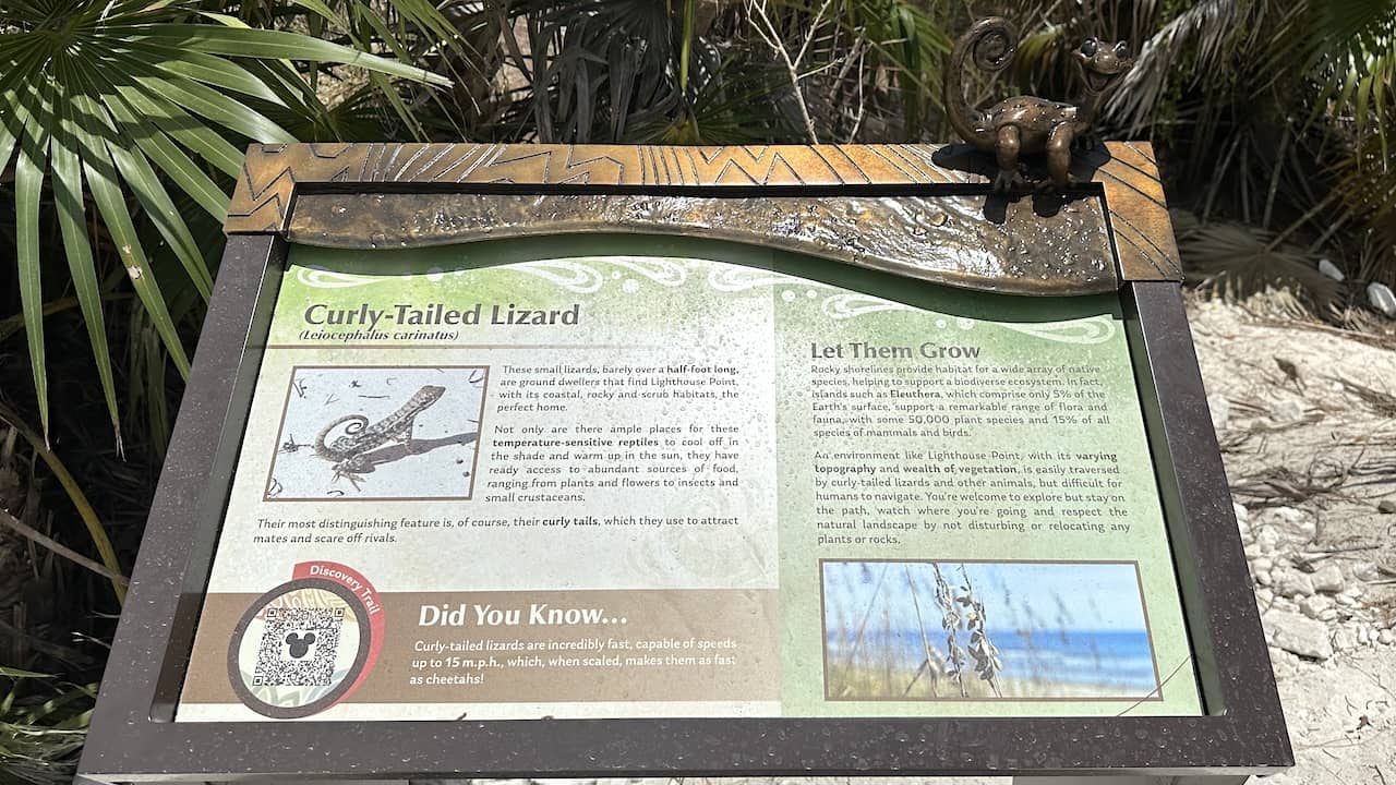 Curly-Tailed Lizard info board