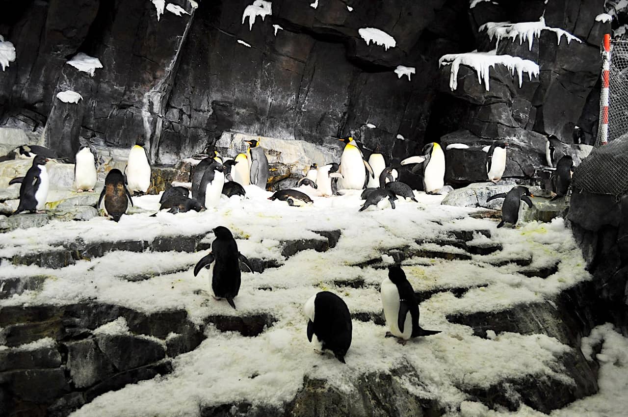 Penguin habitat