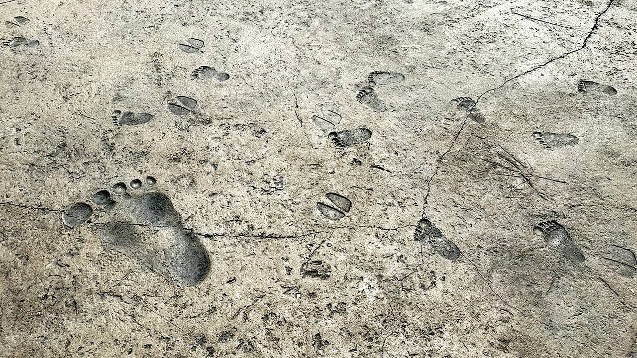 Footprints and hoof prints