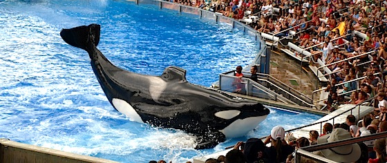 SeaWorld announces passing of its largest, most famous orca
