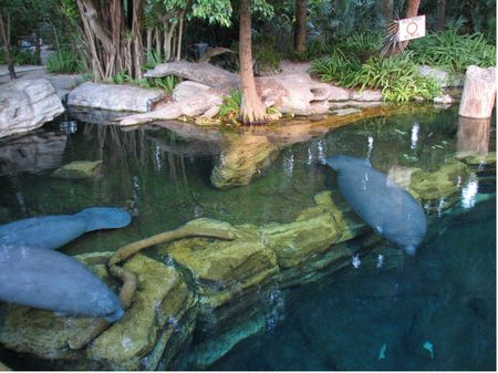 Manatees: The Last Generation? photo, from ThemeParkInsider.com